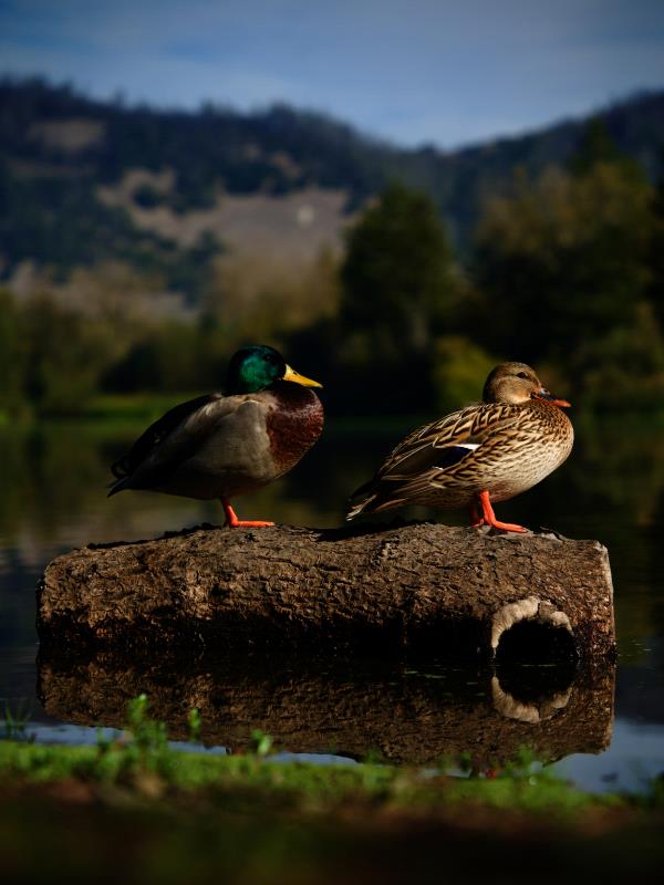 /Images/uploads/Sonoma County Regional Parks Foundation/springlake50/entries/28934thumb.jpg